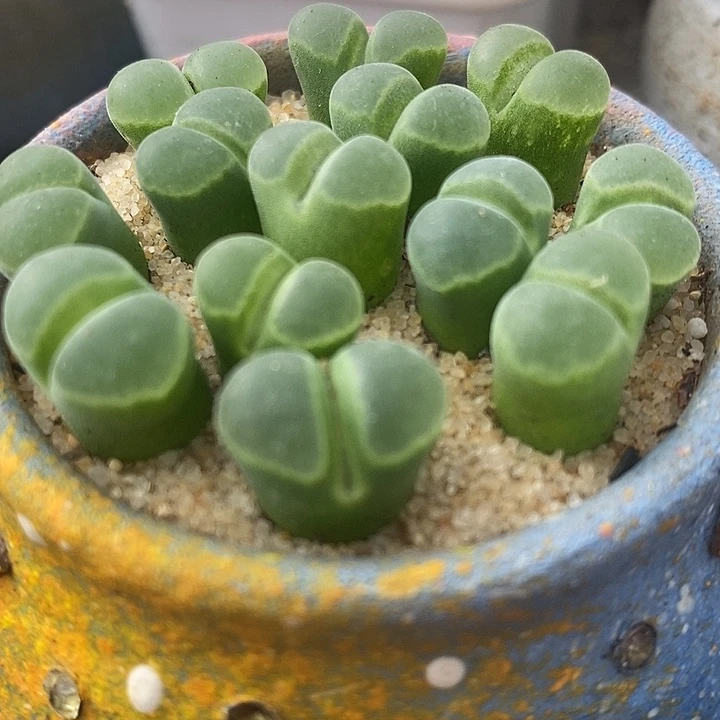 Y400风铃一颗。