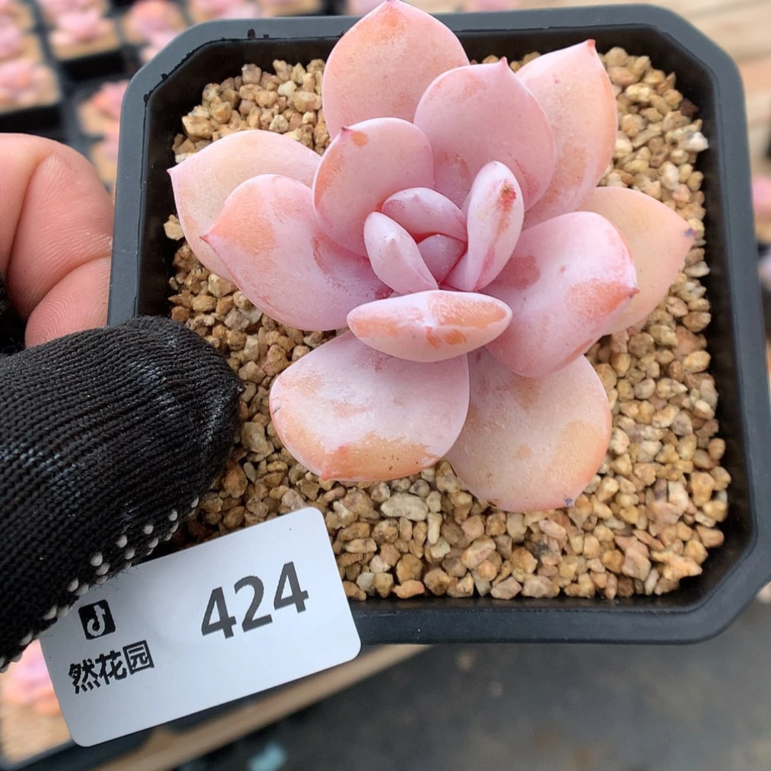 424奶茶多肉植物666