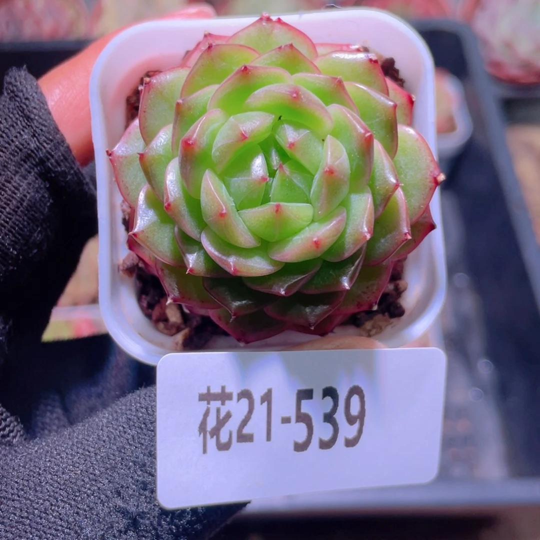 花利用21-539新品