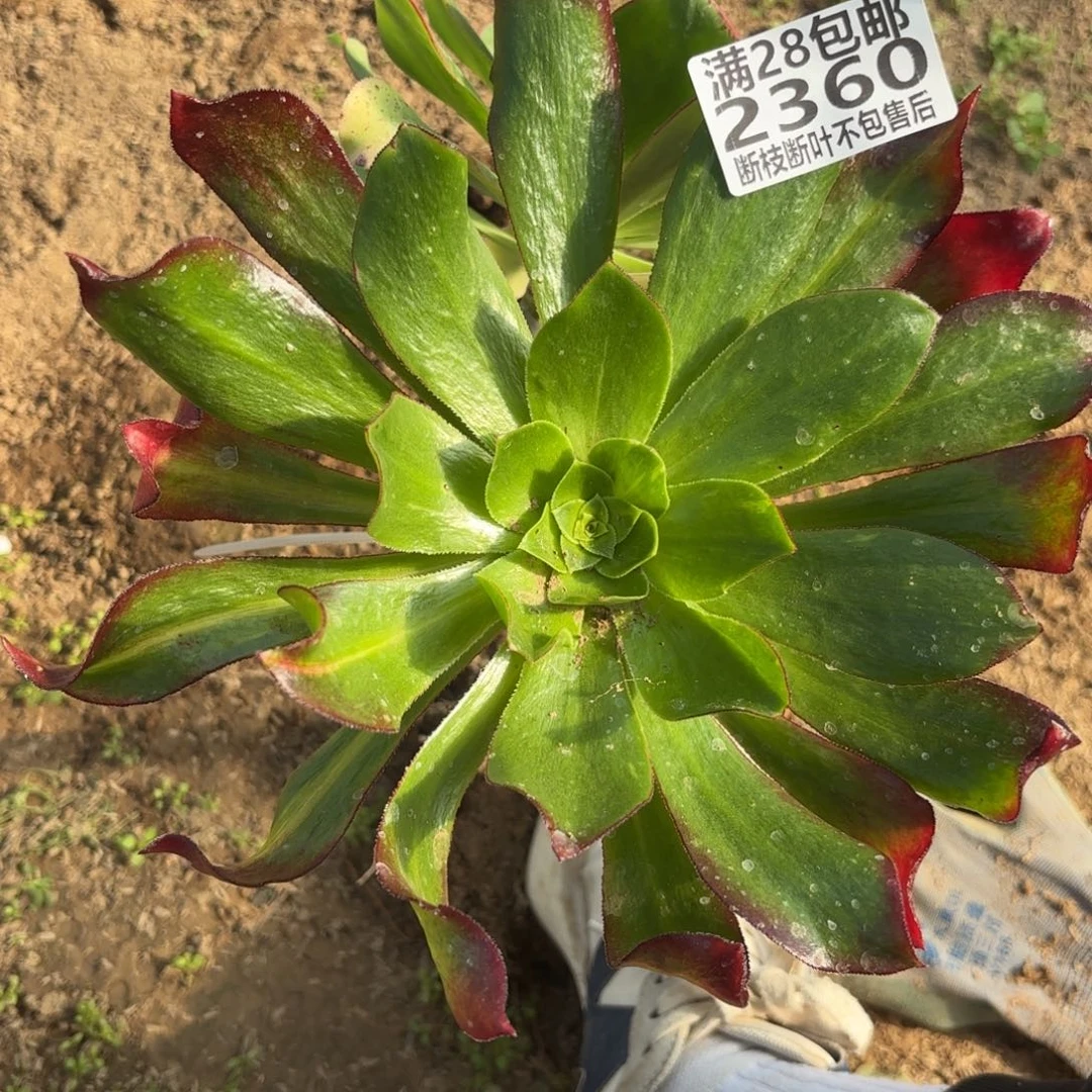 H. 2360魅影七彩多肉baen