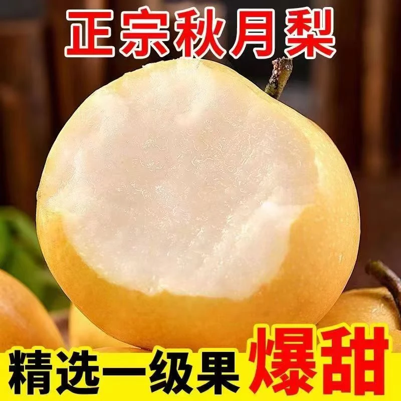 【现摘现发】安徽砀山正宗秋月梨脆甜多汁新鲜水果细腻无渣