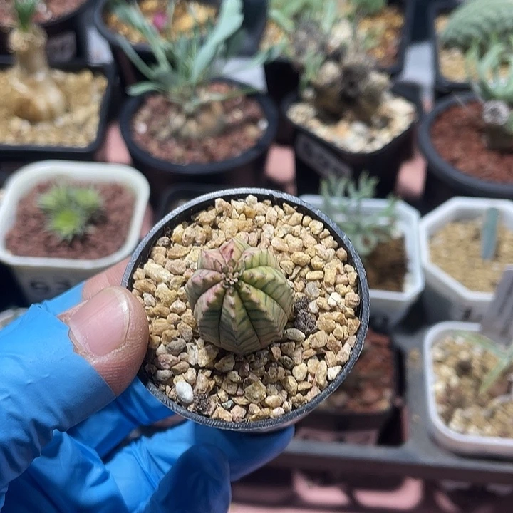 233布纹球自然锦仙人球