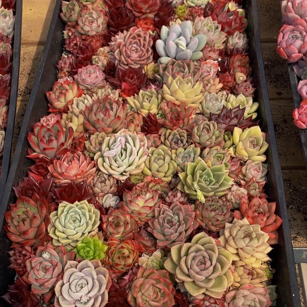 落*眠829多肉植物保护研究所所长