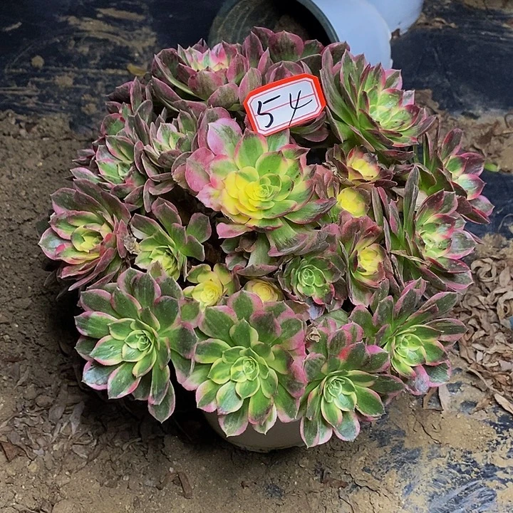 海仙老桩捧花54号