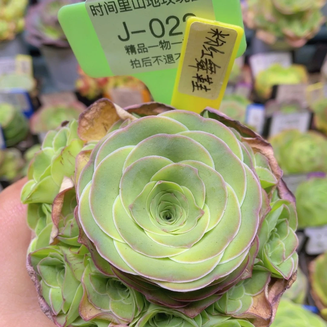 粉红舞鞋多肉J022一物一拍