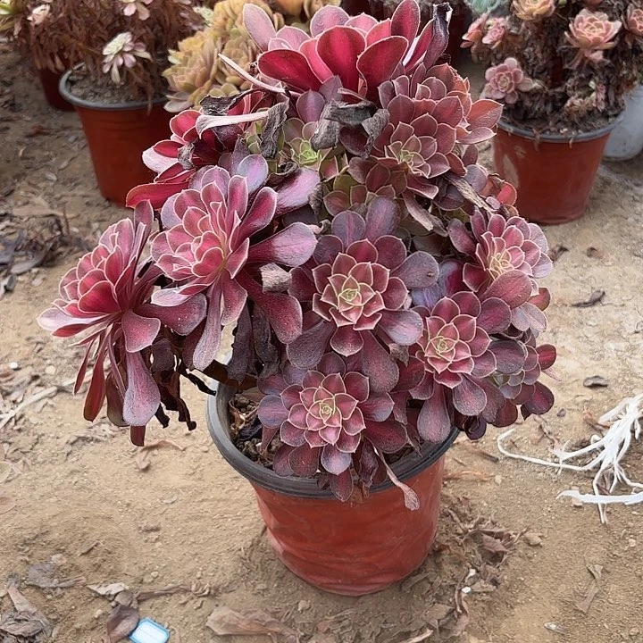 多肉植物法师花娜36