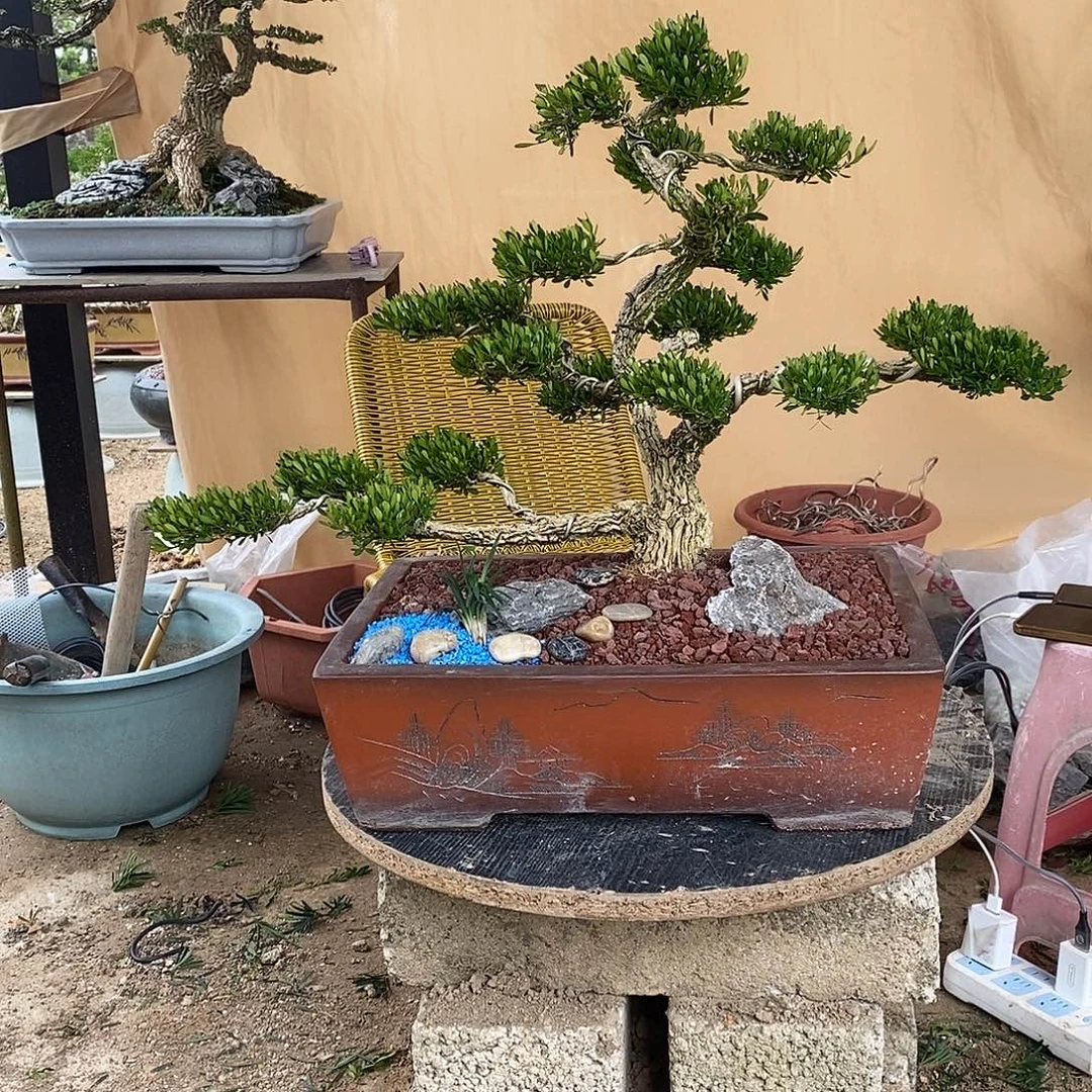 当前无花朵，栽培后可花朵