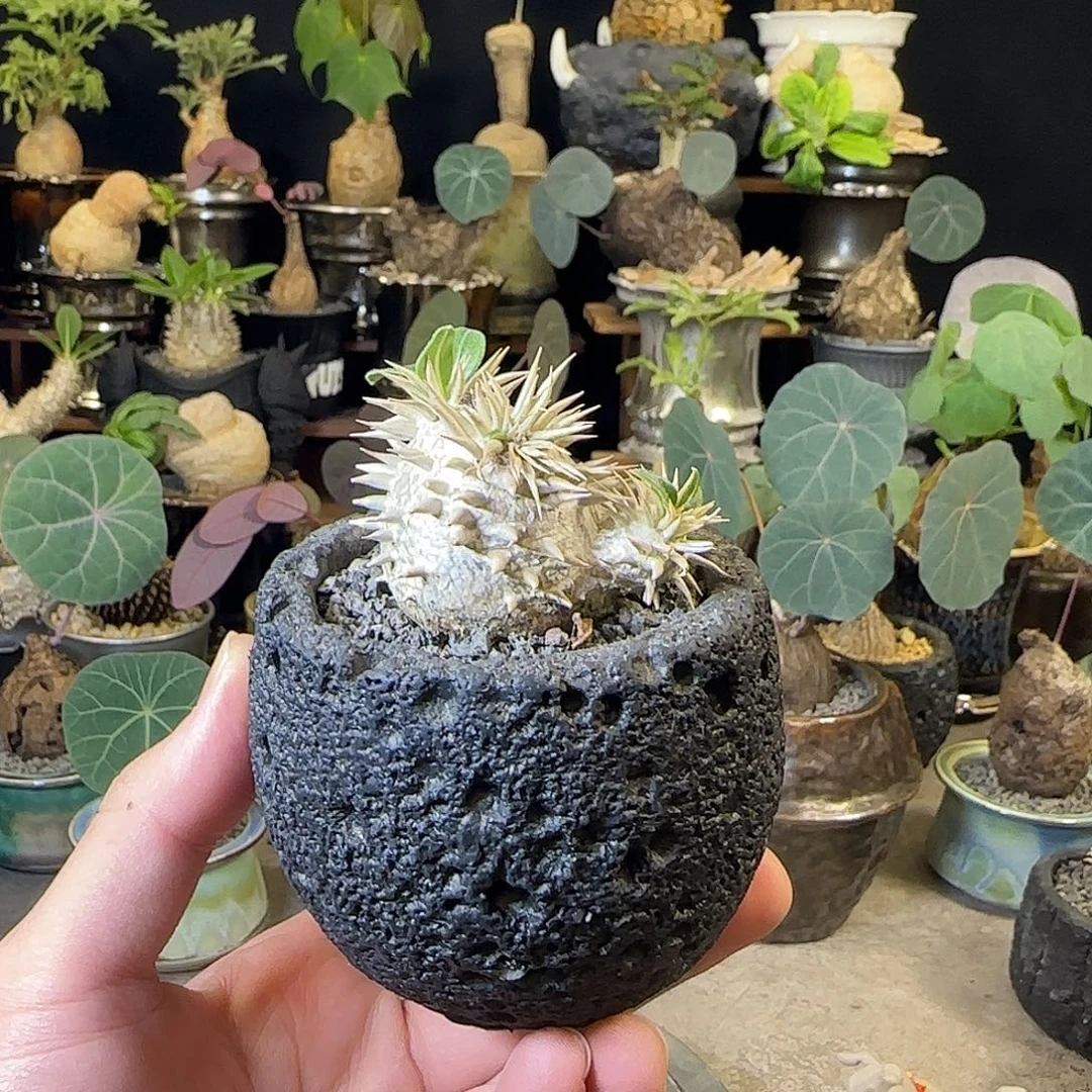 一物一拍惠比大黑27