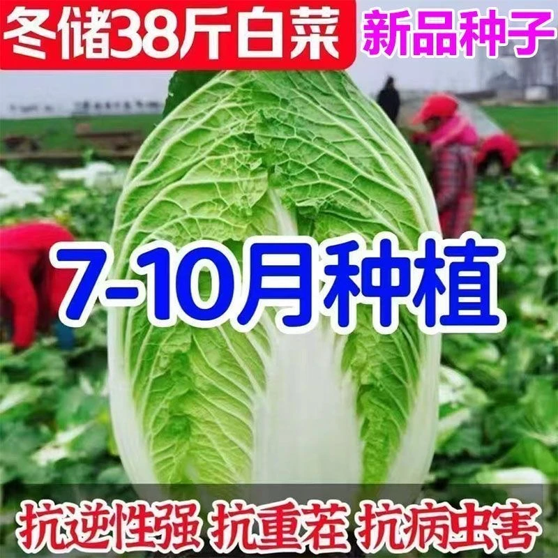 冬储38斤储不烂白菜种子东北高产特大北方耐寒耐储藏越冬大白菜种