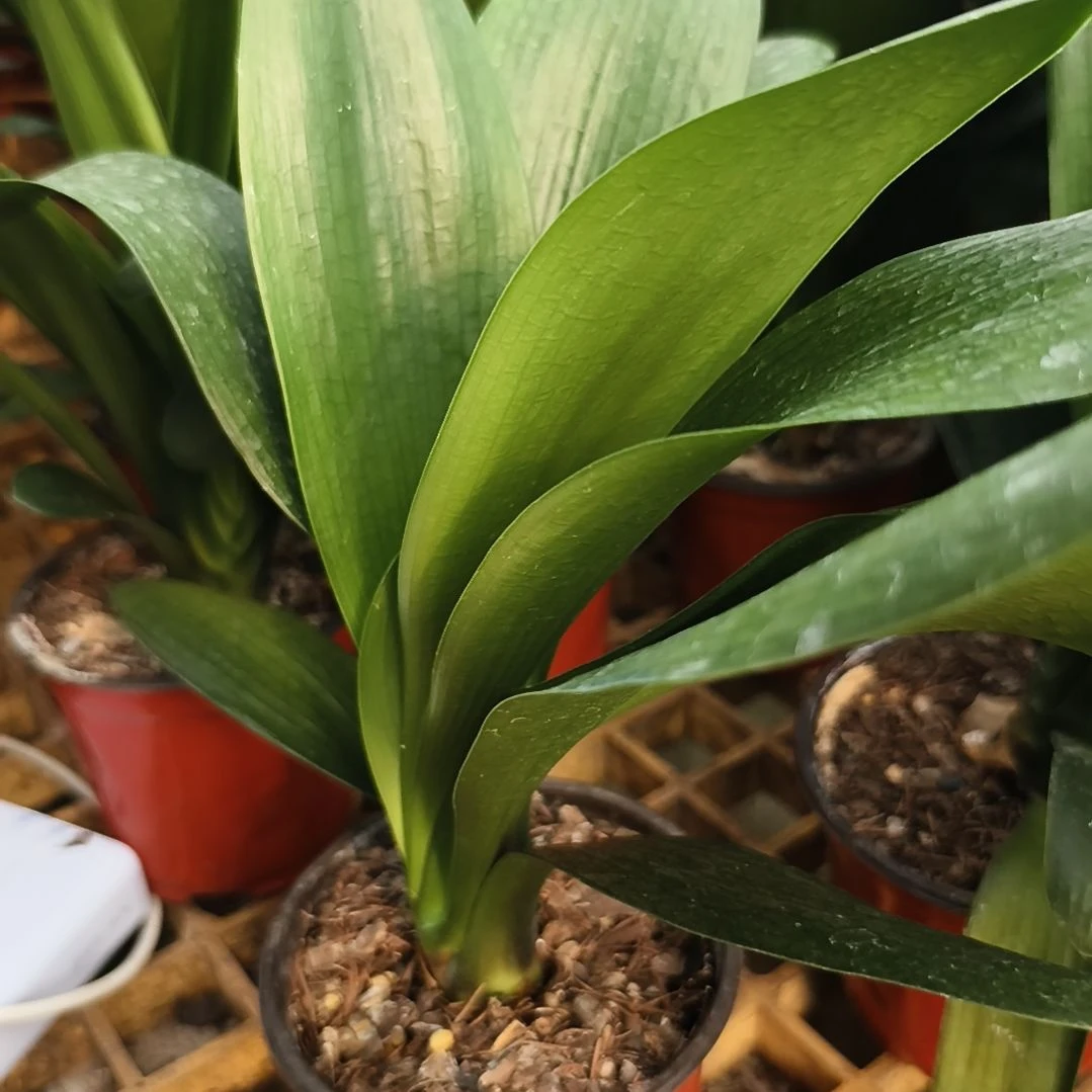 悠***得完全开放盲盒苗一颗拍品