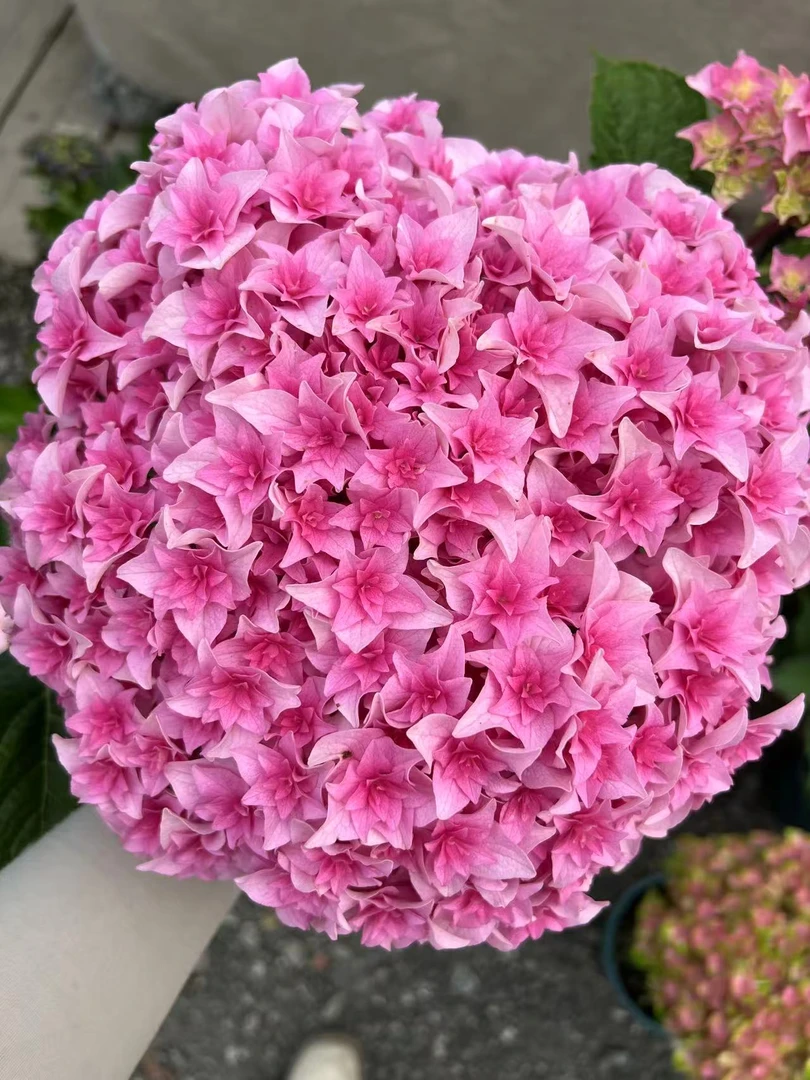 原野先生花园（2加仑 列车）修剪无花绣球养护