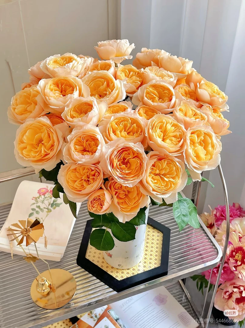 【好物鲜花】稀有朱丽叶20支