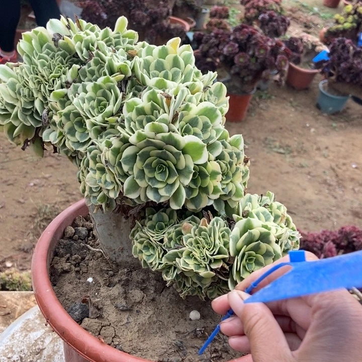 ****缘013卖菜的迈巴赫迈巴赫