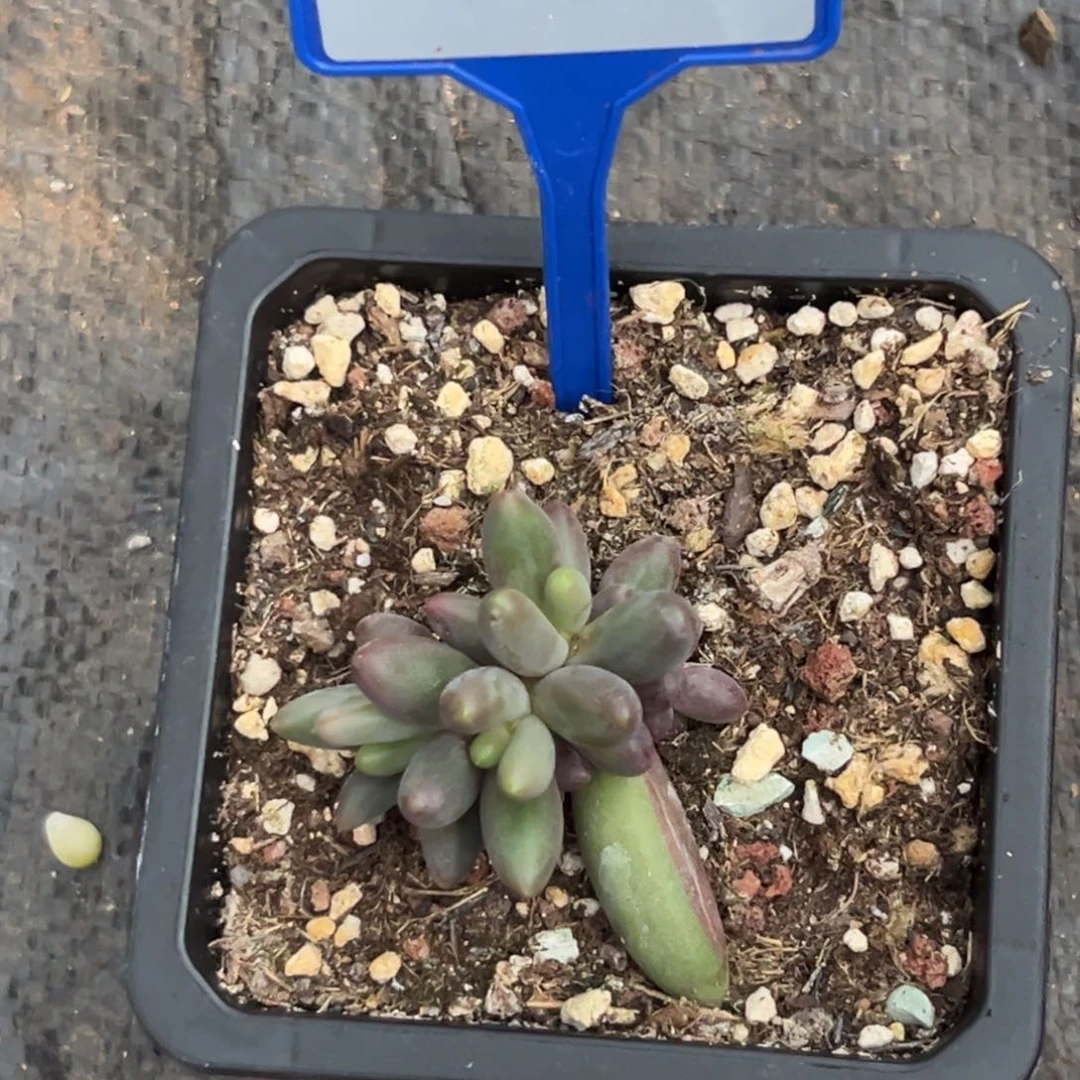多肉植物烟花群161