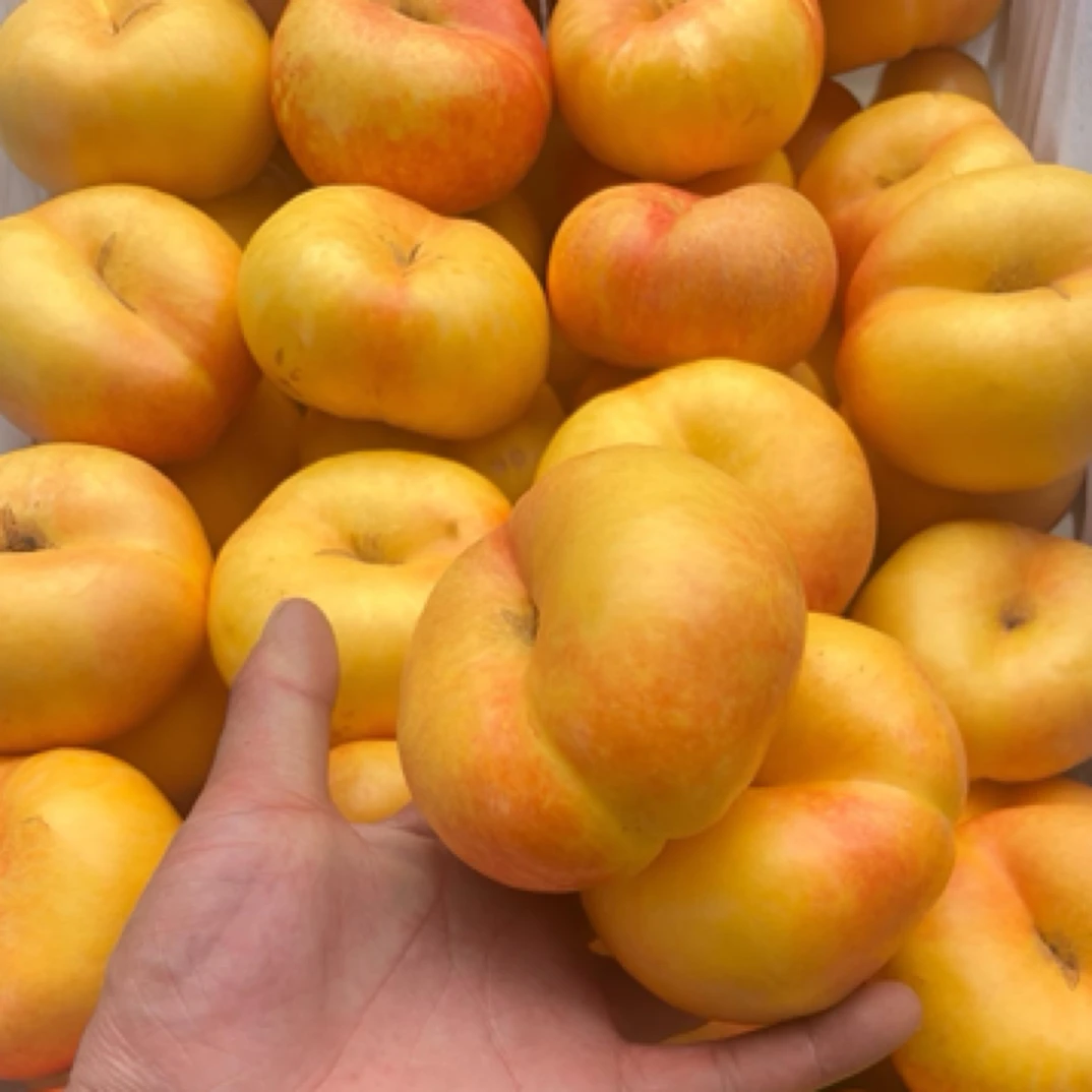 山东蒙阴彩虹油蟠桃新鲜现摘香甜大果多汁