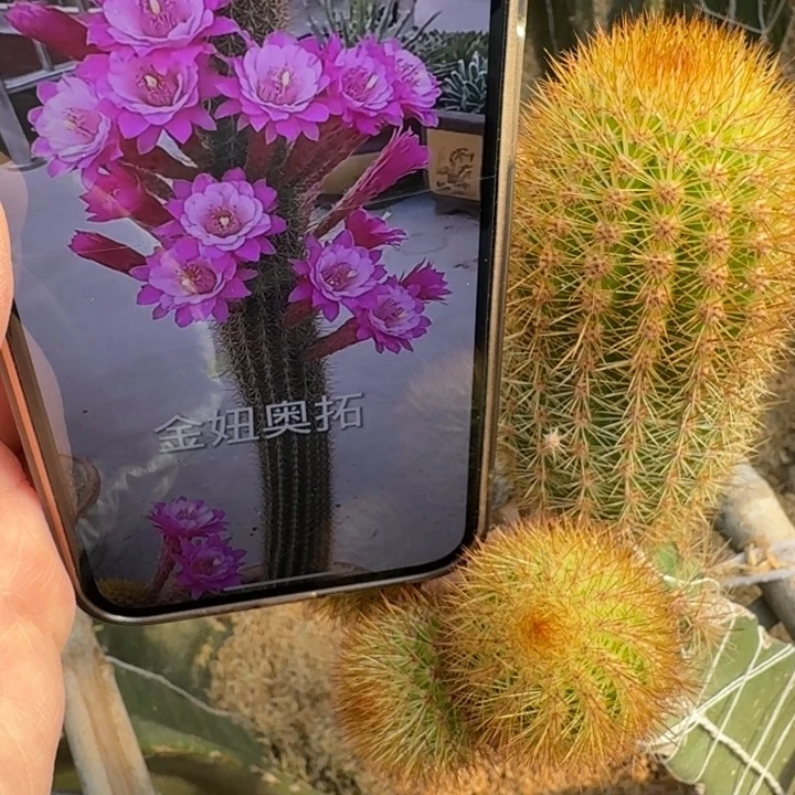 220金妞奥拓无根侧牙8公分左右