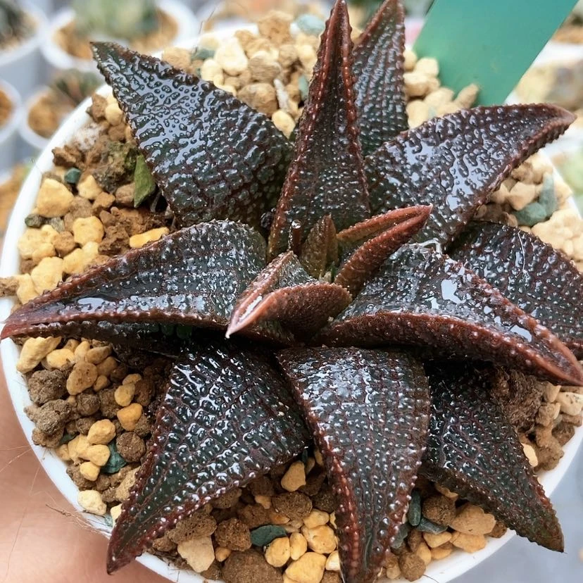 【闪购商品】?*?黑王12