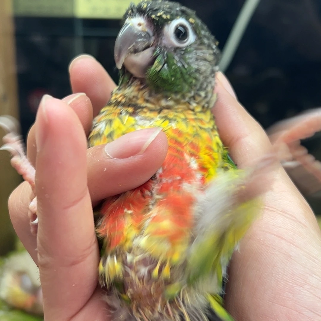 玄凤鹦鹉/鸡尾鹦鹉