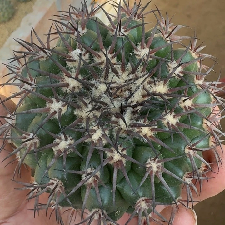 圆盘玉无根66666666