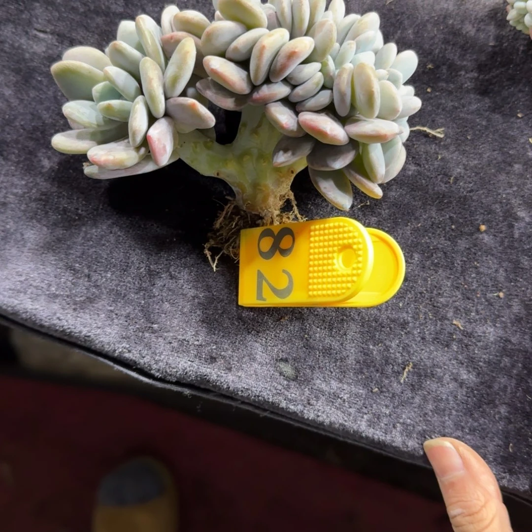 粉兔缀化一物一拍82