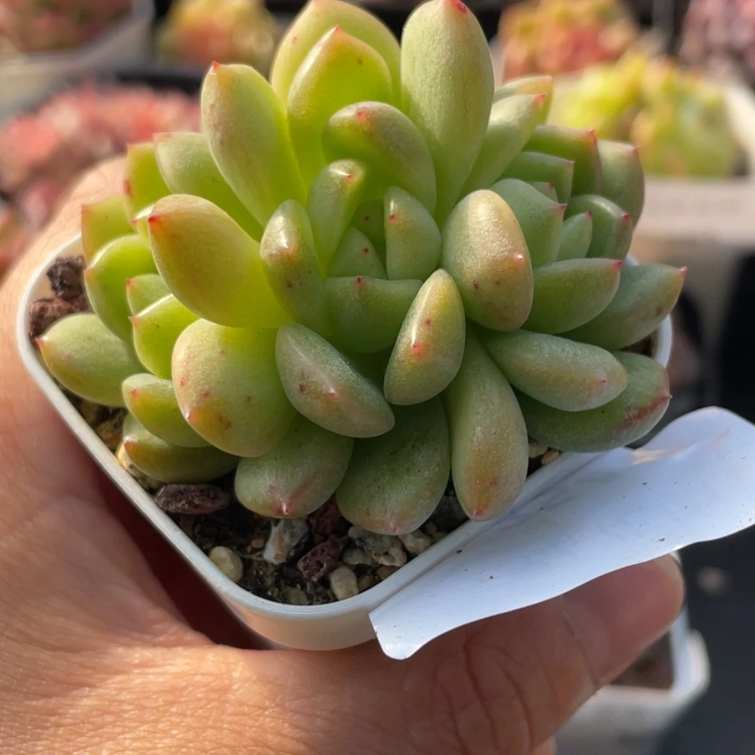 喵***喵354号糖心冰心珍妮 灯芯珍妮