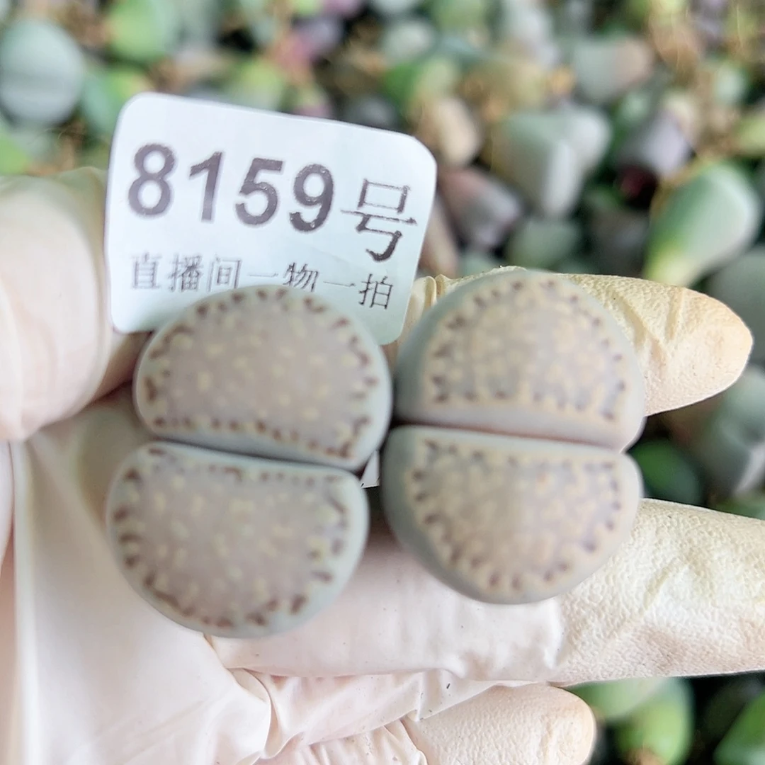 8159五年饼干巨无霸两颗3cm左右
