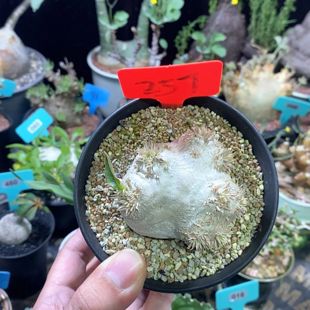 产地慧比须笑多肉植物