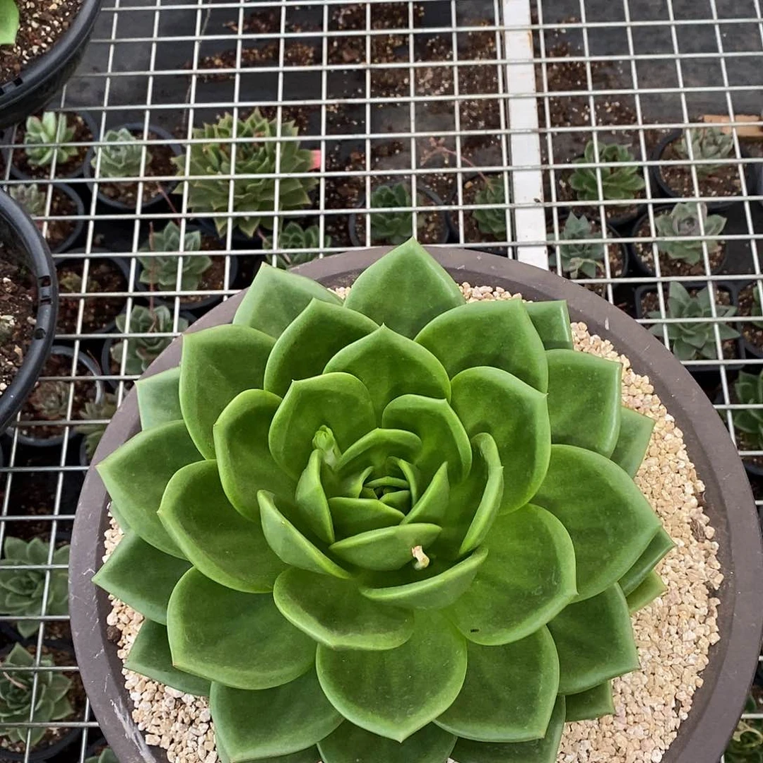 多肉植物多肉植物2508
