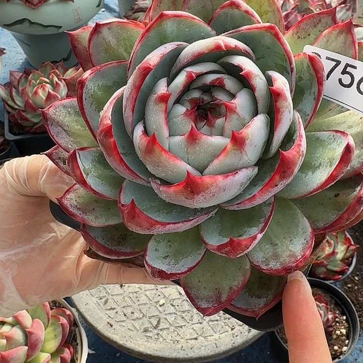 惊鸿仙子 2756..........