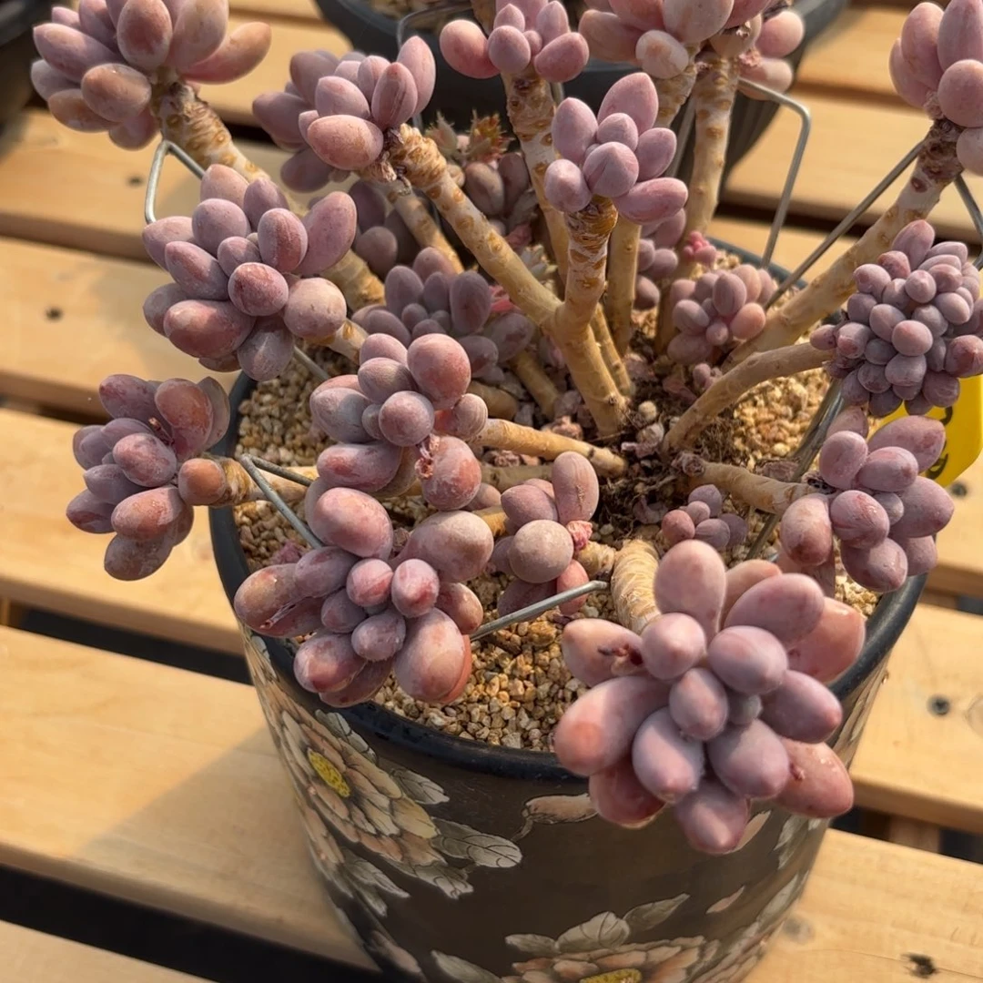 无***水哈哈哈哈哈哈哈哈哈哈哈