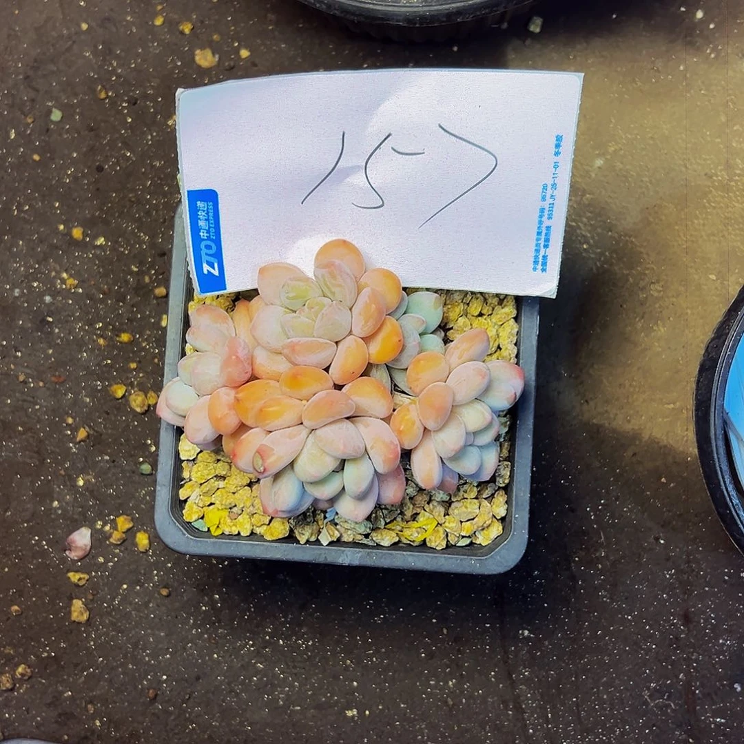 小***～157号一物一拍脱土包邮