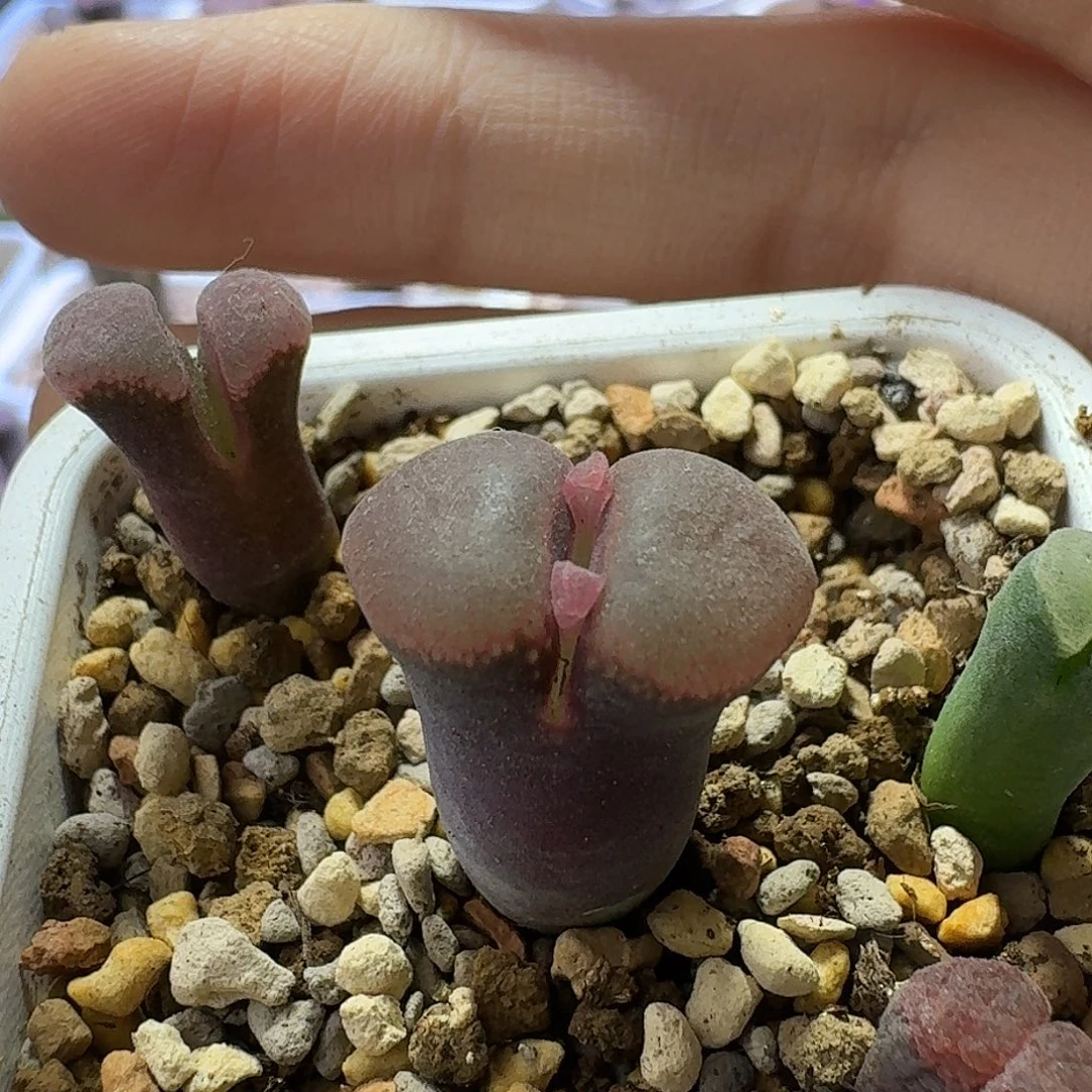 63号单头风铃一物一拍