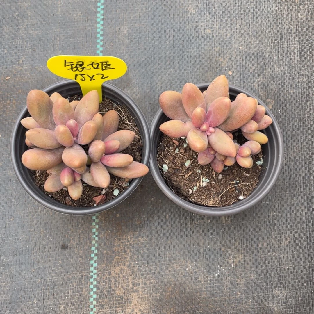 银*糖果美人两个清台子多肉