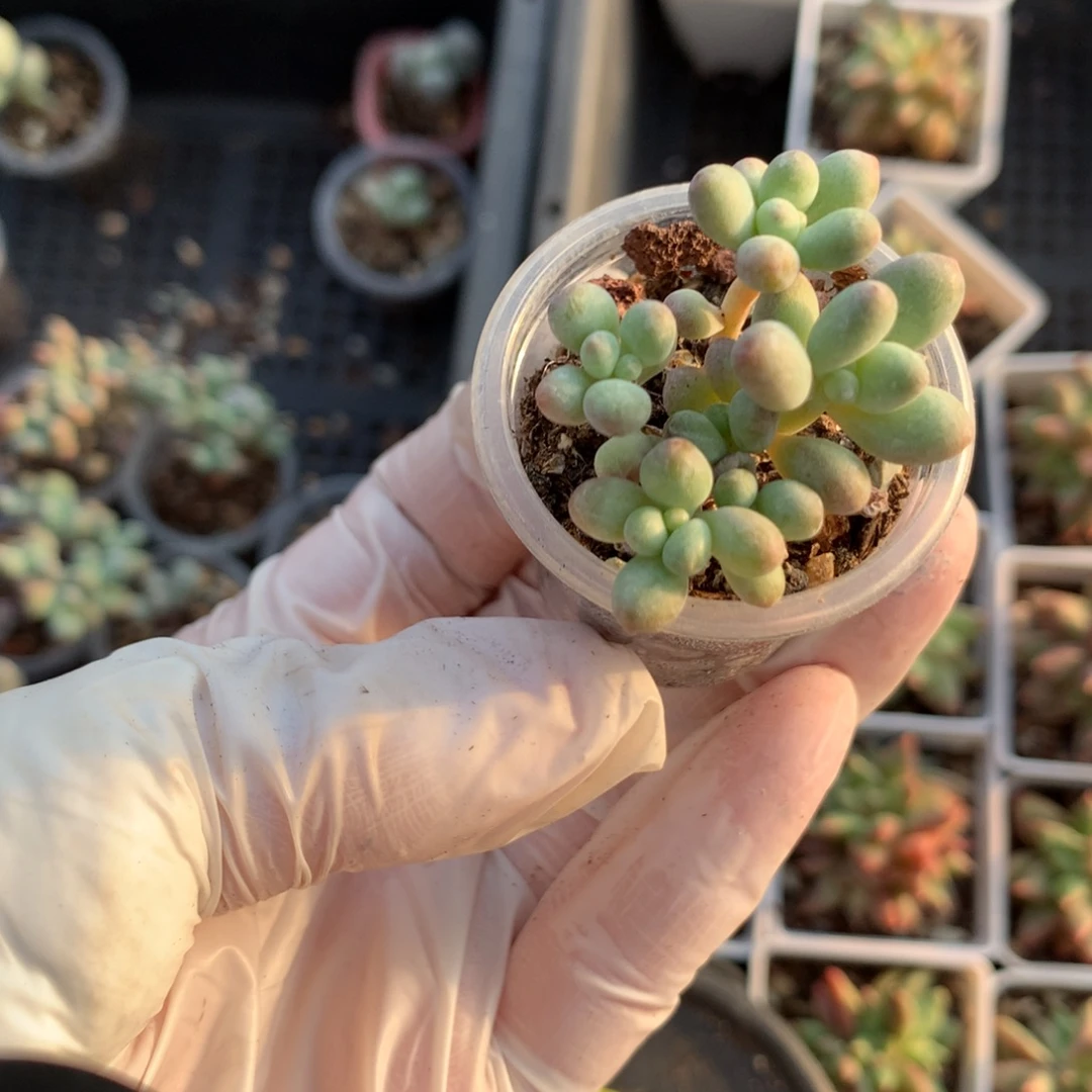 苹果奶酪多肉苹果吗群