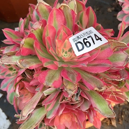 张*凤多肉植物一个