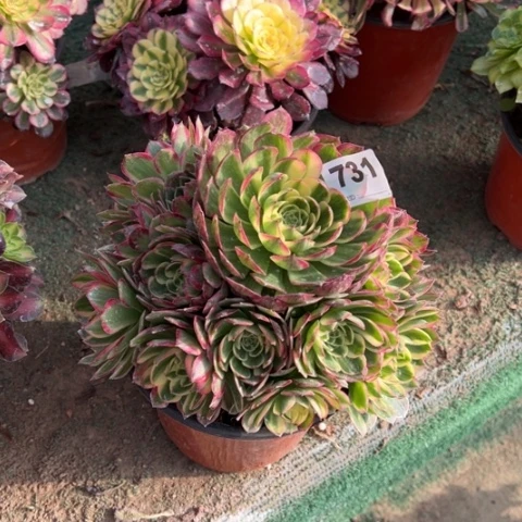 731海王手捧多肉，