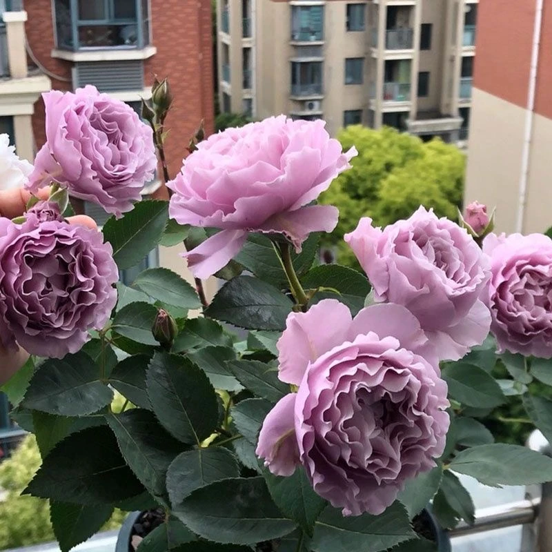 【蜻蜓 大苗】土球发货 多季节开花 包对版