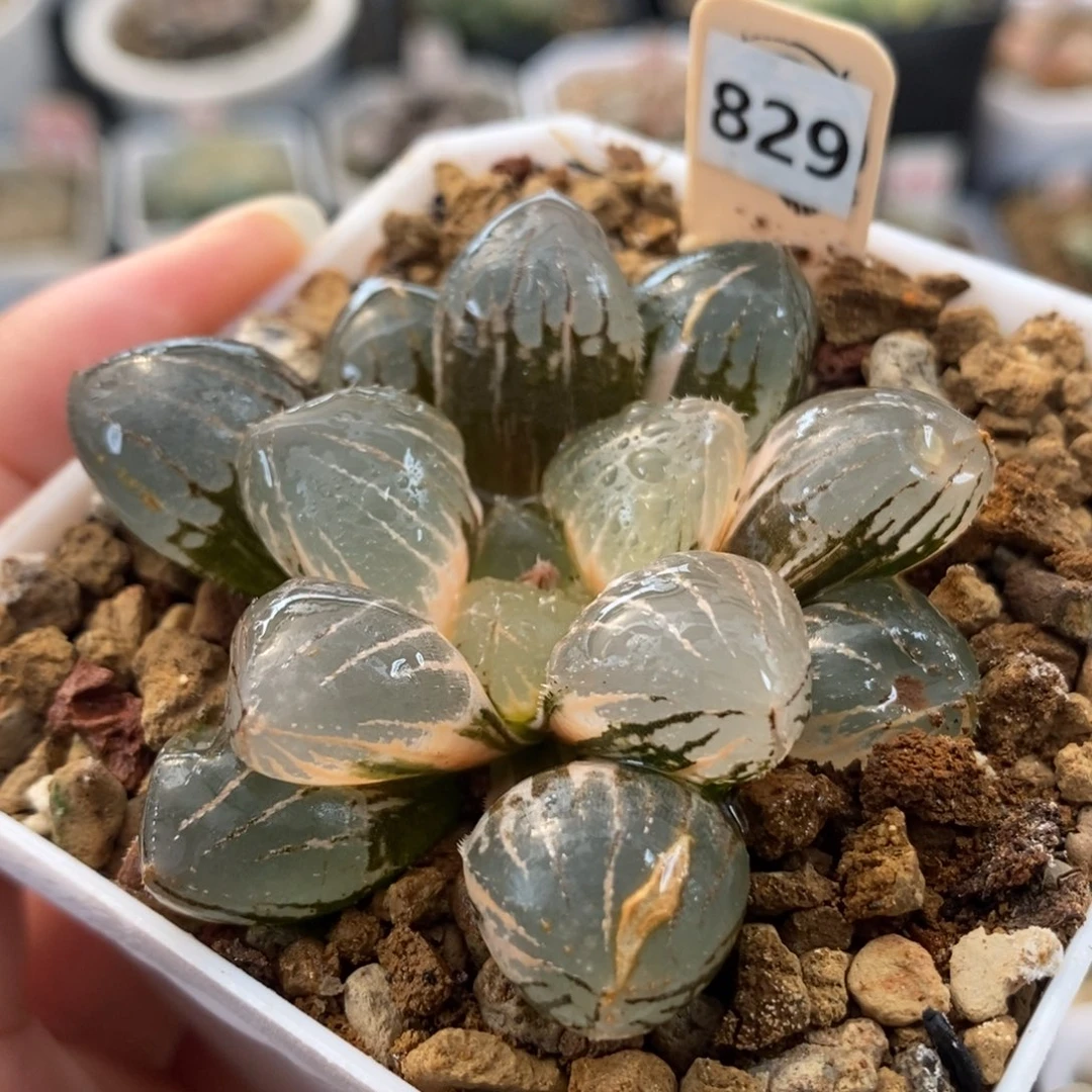 829糯玉露锦一物一拍