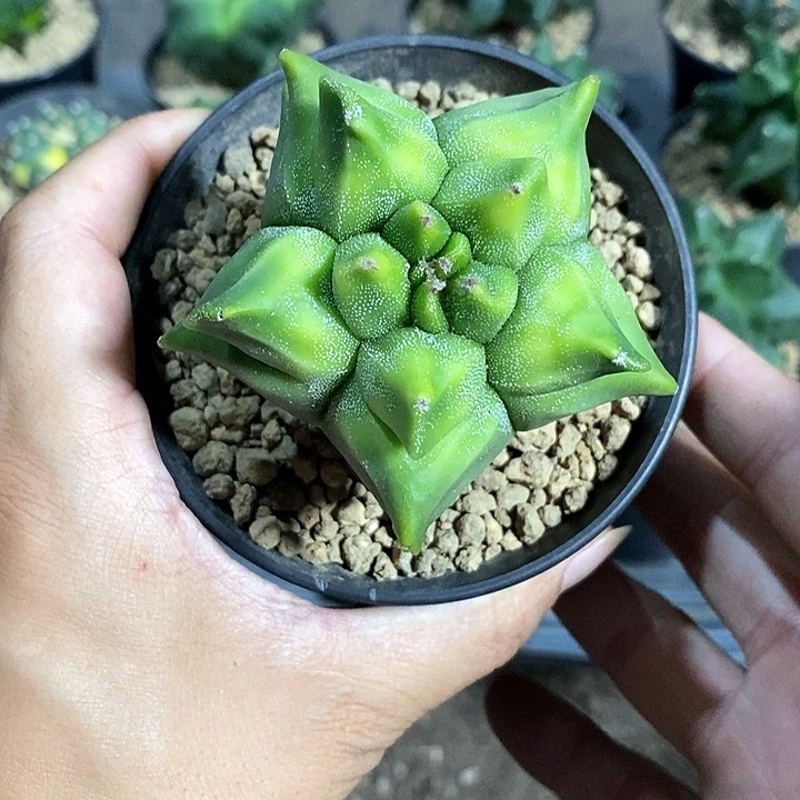 鸾凤玉锦实生脱土发货