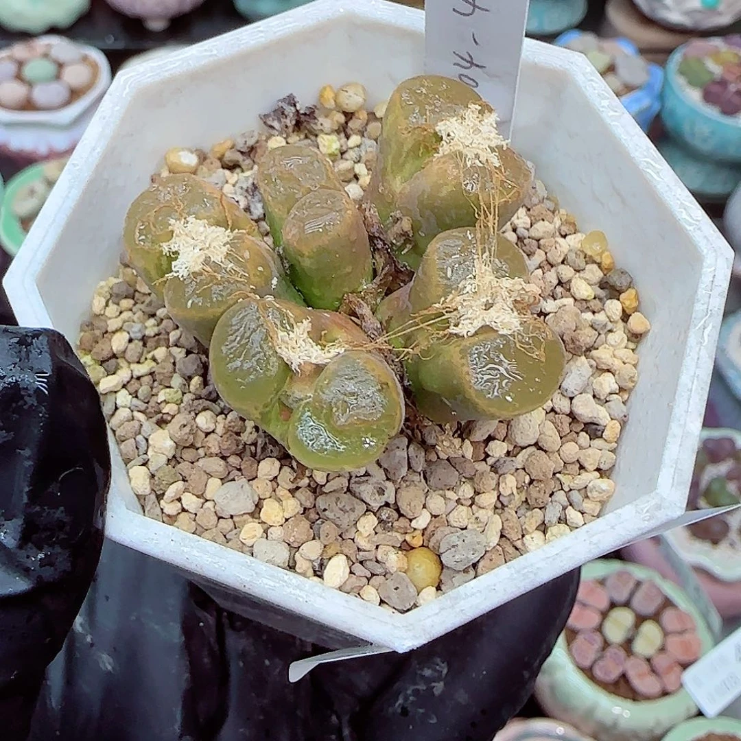 生石花满18包邮0103-92