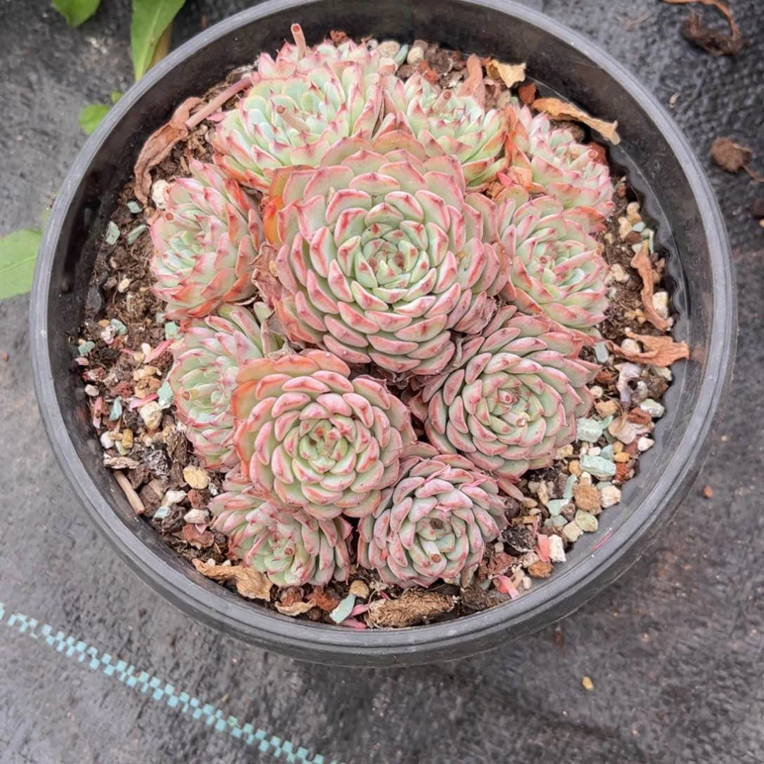 无花朵友家多肉一物一拍