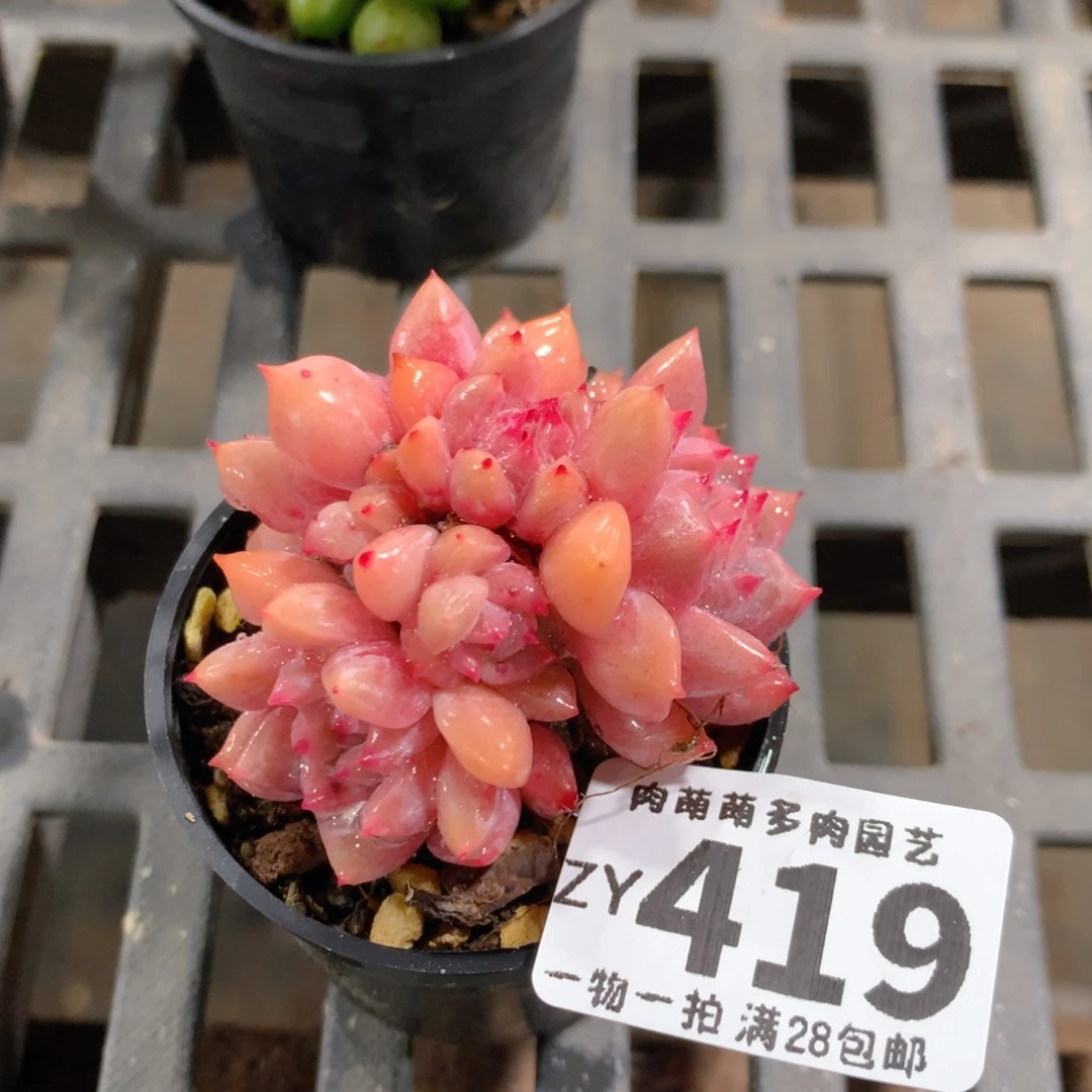 肉萌萌拇指盆精控多肉ZY419