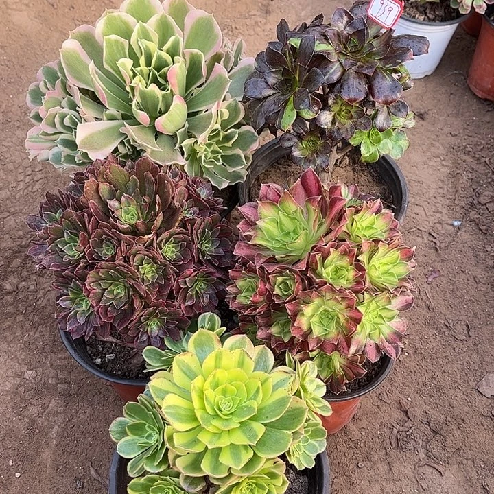 939多肉植物组合，