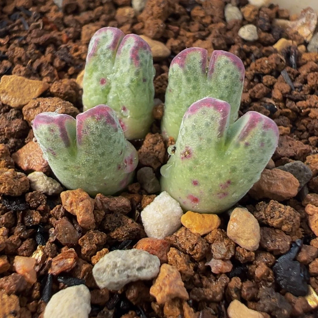 786多肉植物种类和
