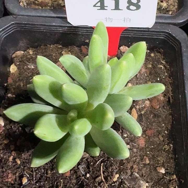 胖体麒麟美人418多肉植物
