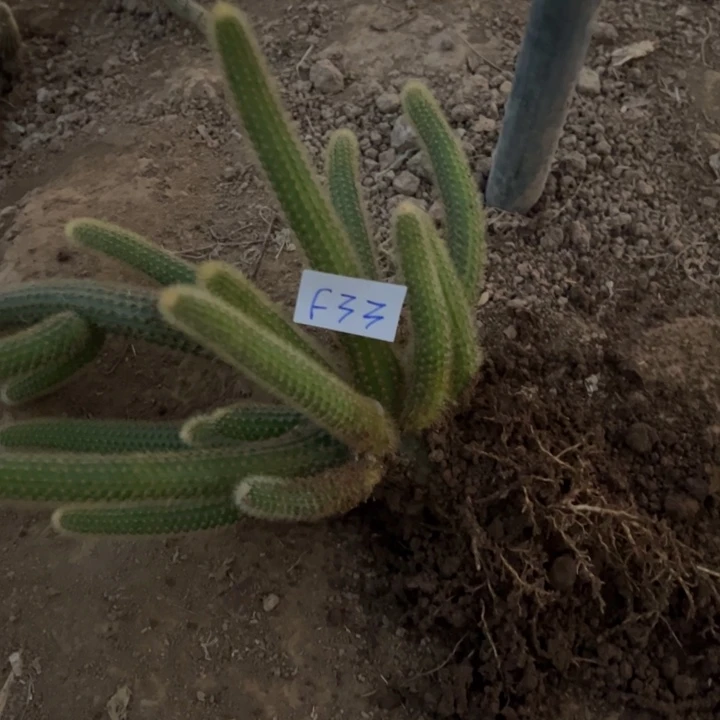 龙***人F33金妞红蜻蜓一颗68