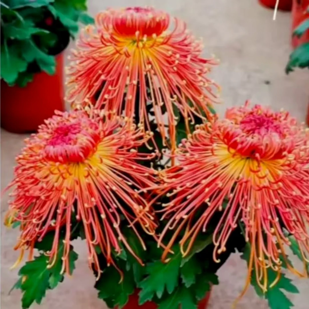 【金凤凰】大花九月菊 系列  多年生宿根植物菊花  土球发货
