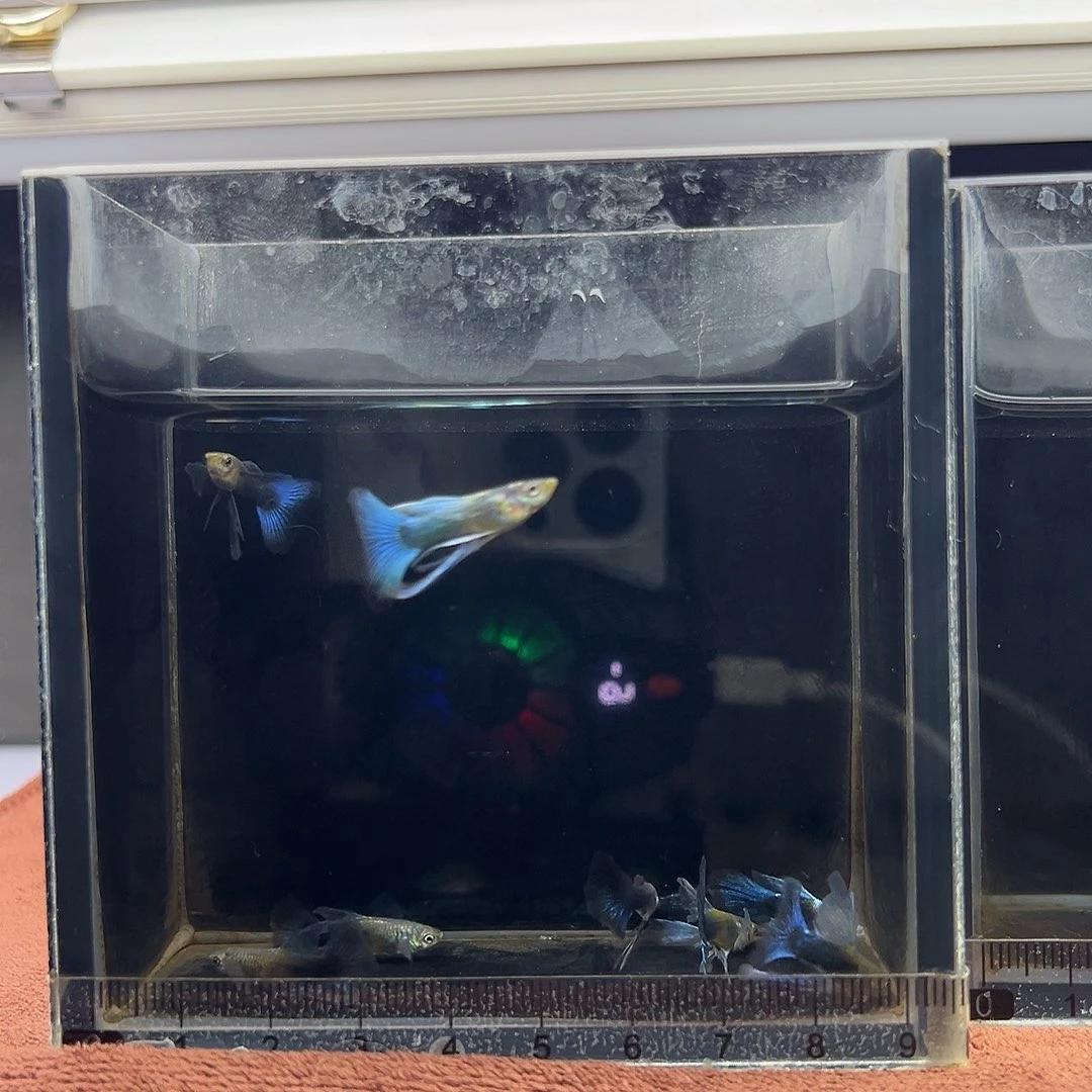 孔雀鱼蓝礼服长公8条