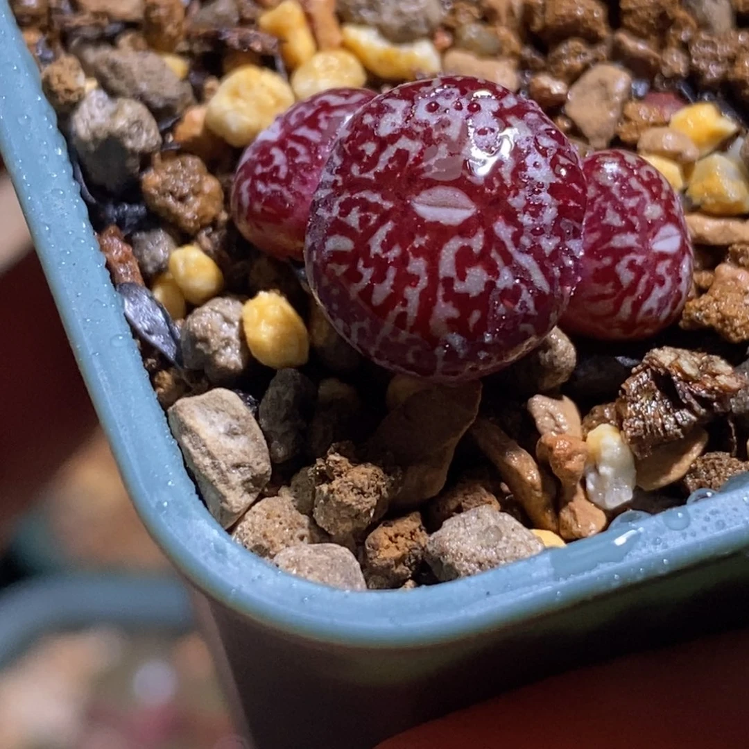 三头优选超墨三头优选超墨