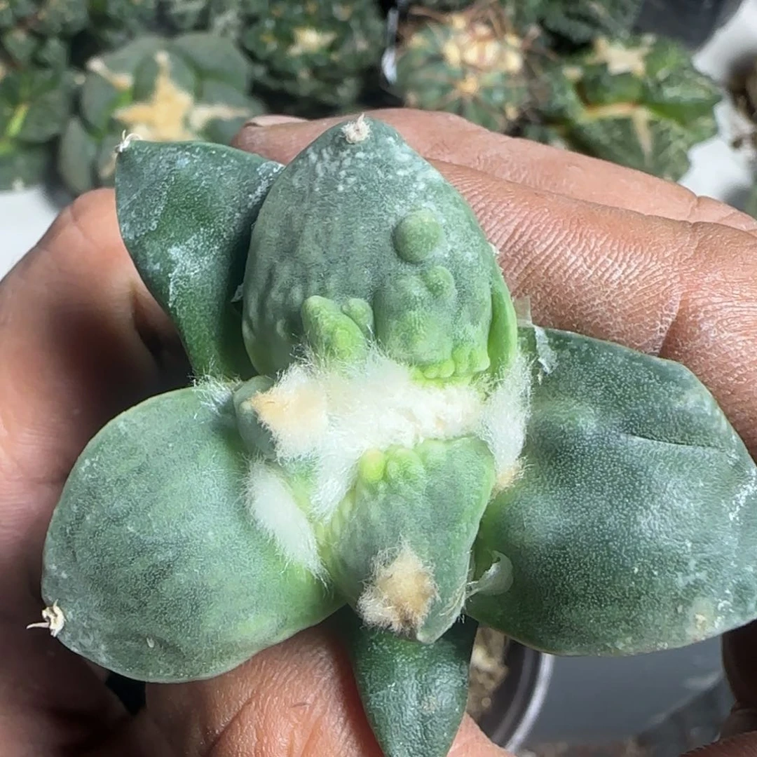 【闪购商品】纯种大尤村主怒938优选苗接